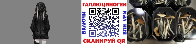 продажа наркотиков  Заполярный  kraken рабочий сайт  Псилоцибиновые грибы Magic Shrooms 